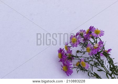 Shrub Aster with pink flowers lies on white fragile fluffy snow