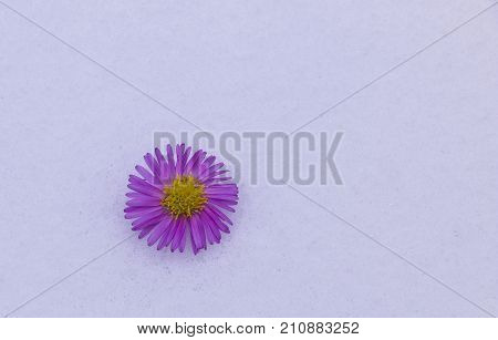 Shrub Aster with pink flowers lies on white fragile fluffy snow