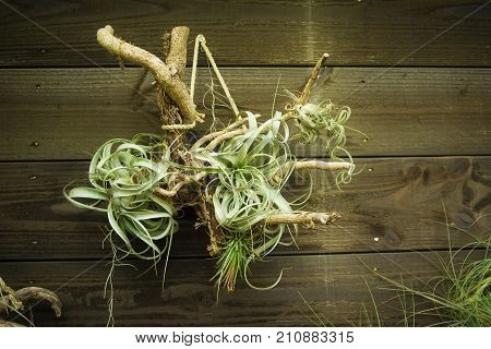 Tillandsia air plants on a wooden background