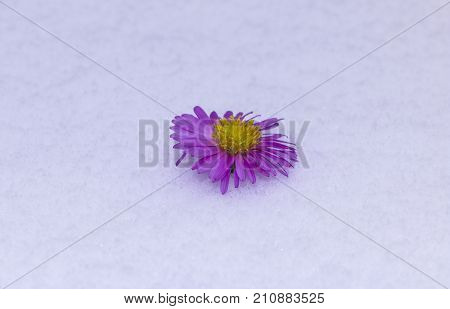 Shrub Aster with pink flowers lies on white fragile fluffy snow