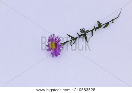 Shrub Aster with pink flowers lies on white fragile fluffy snow