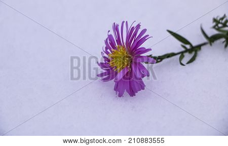 Shrub Aster with pink flowers lies on white fragile fluffy snow