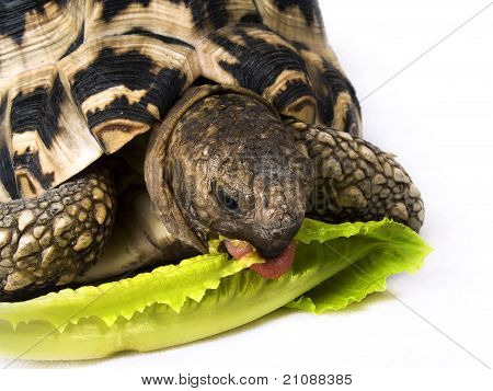 เต่ากินกะหล่ำปลี