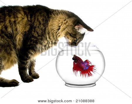 แมวปลาสับสน