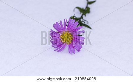 Shrub Aster with pink flowers lies on white fragile fluffy snow
