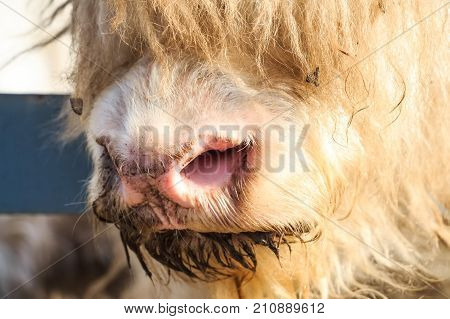 Close up young domestic yak or Bos Grunniens in zoo