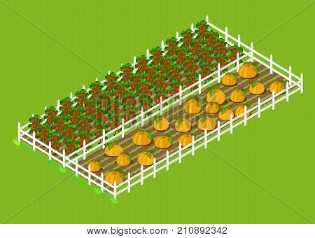 Red bell papper and big ripe pumpkins beds that grow at farm, boarded with white fance and surrounded with grass vector illustration.