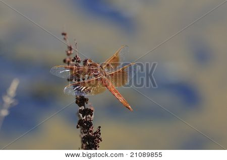 Libellula rossa