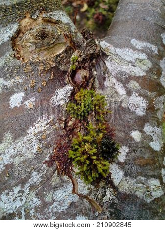 Moss Growing on a Bramley Apple Tree