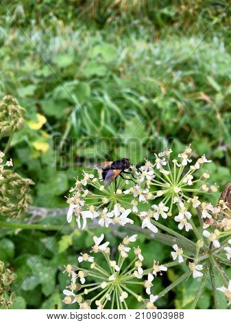 Black cattle fly (Mesembrina meridiana) sitting on a blooming flower head