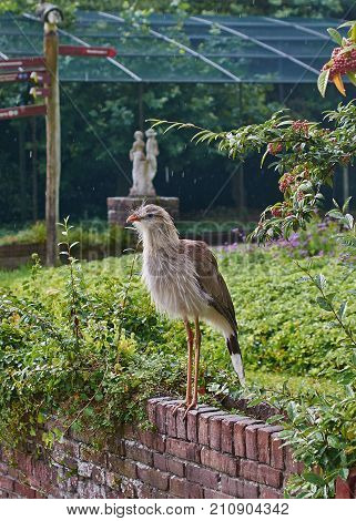 Red legged seriema bird (Cariama cristata) full body close up.
