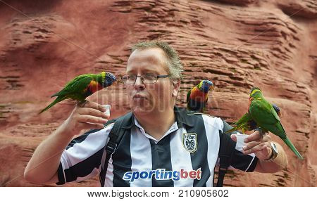 Alphen aan den Rijn Netherlands - September 01 2017 European man feeds rainbow lorikeets (Trichoglossus moluccanus) close up in ZOO Avifauna editorial.