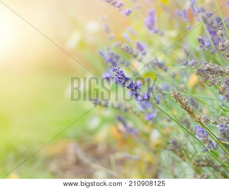Violet lavender flowers for  fragrance in Provence against sunlight