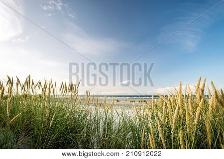 Beach with sand dunes and marram grass in soft evening sunset light. Baltic Sea.