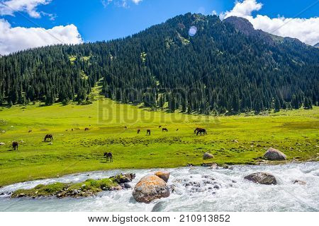 View Over Valley From The Horse Back, Kyrgyzstan