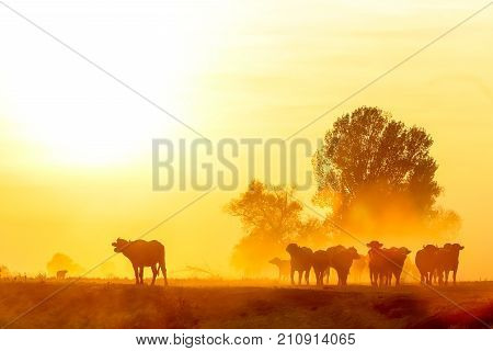 Water Buffalo Grazing At Sunset  Next To The River Strymon In Northern Greece.