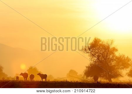 Water Buffalo Grazing At Sunset  Next To The River Strymon In Northern Greece.