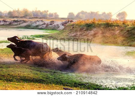 Water Buffalo Grazing At Sunset  Next To The River Strymon In Northern Greece.