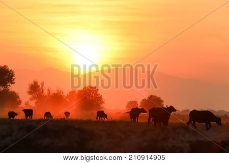 Water Buffalo Grazing At Sunset  Next To The River Strymon In Northern Greece.