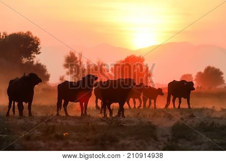 Water Buffalo Grazing At Sunset  Next To The River Strymon In Northern Greece.