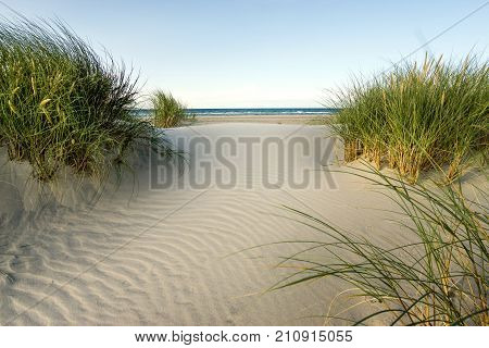 Beach with sand dunes and marram grass in soft evening sunset light. Baltic Sea.