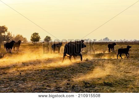 Water Buffalo Grazing At Sunset  Next To The River Strymon In Northern Greece.