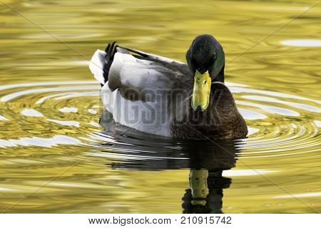 Swimming Mallard  / Wild Duck during sunset - Bedfont Lakes Country Park