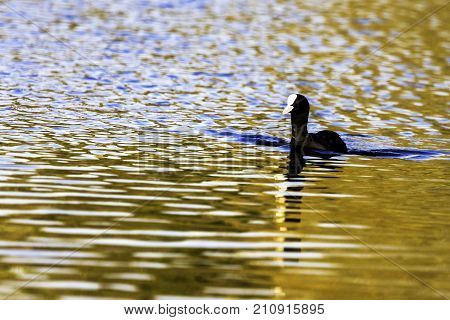 Swimming Eurasian Coot during sunset  - Bedfont Lakes Country Park