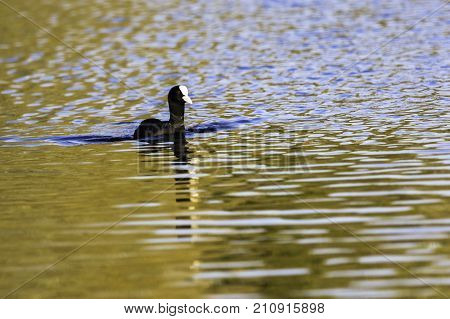 Swimming Eurasian Coot during sunset  - Bedfont Lakes Country Park