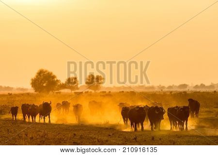 Water Buffalo Grazing At Sunset  Next To The River Strymon In Northern Greece.