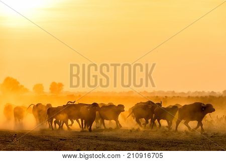 Water Buffalo Grazing At Sunset  Next To The River Strymon In Northern Greece.