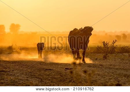 Water Buffalo Grazing At Sunset  Next To The River Strymon In Northern Greece.