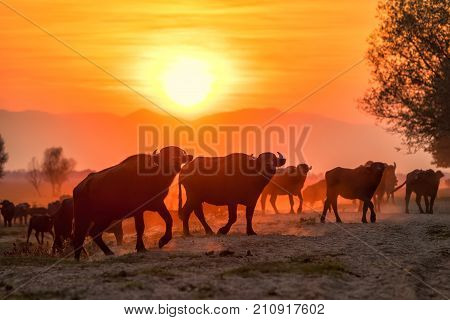 Water Buffalo Grazing At Sunset  Next To The River Strymon In Northern Greece.