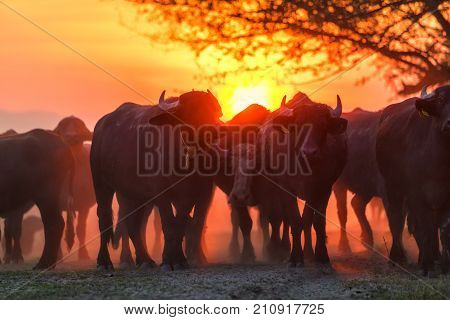 Water Buffalo Grazing At Sunset  Next To The River Strymon In Northern Greece.