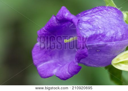 Canterbury Bells Flower from Gardens By The Bay in Singapore. Beautiful blue flower close-up from the Botanical Garden of Singapore