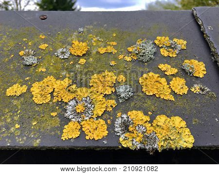 Many yellow lichens (Xanthoria parietina) on a roof
