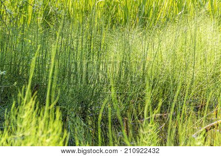 sunny illuminated wetland horsetail vegetation detail in Southern Germany at early summer time