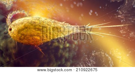 microscopic shot of a small cupepod crustacean
