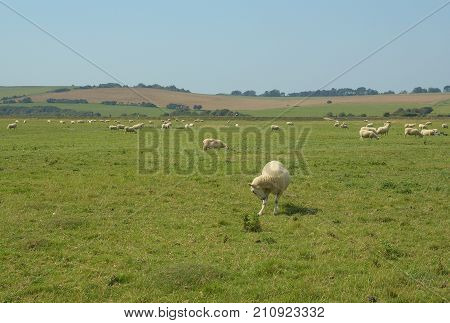 Sheeps on the maedow, Seven sisters, United Kingdom, UK