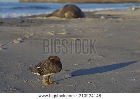 Falkland Steamer Duck (Tachyeres brachypterus) on a sandy beach on Sea Lion Island in the Falkland Islands.