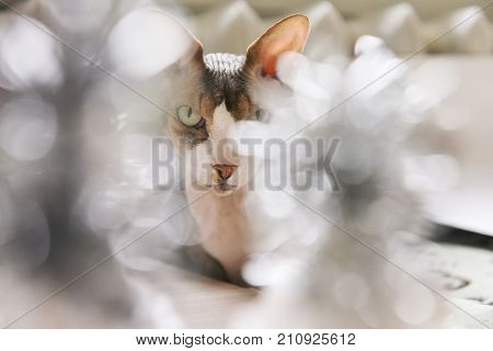 calm adult cat sphinx sitting near a Christmas decor