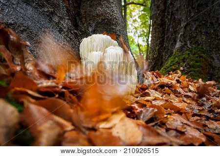 The rare Edible Lion's Mane Mushroom / Hericium Erinaceus / pruikzwam in the Forest. Beautifully radiant and striking with its white color between autumn leaves and the green moss Photographed on the Veluwe at the leuvenum forest in the Netherlands.