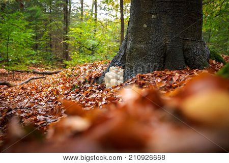 The rare Edible Lion's Mane Mushroom / Hericium Erinaceus / pruikzwam in the Forest. Beautifully radiant and striking with its white color between autumn leaves and the green moss Photographed on the Veluwe at the leuvenum forest in the Netherlands.