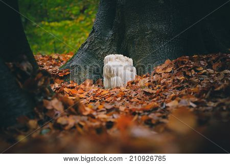The rare Edible Lion's Mane Mushroom / Hericium Erinaceus / pruikzwam in the Forest. Beautifully radiant and striking with its white color between autumn leaves and the green moss Photographed on the Veluwe at the leuvenum forest in the Netherlands.