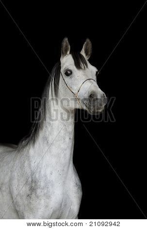 Arabiske hingst på sort