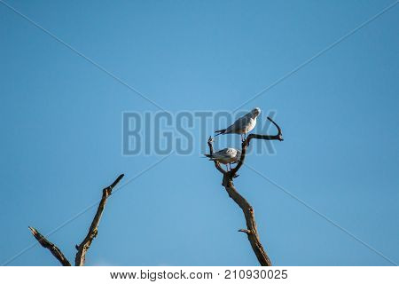 Common Terns In A Tree At Bradgate Park.