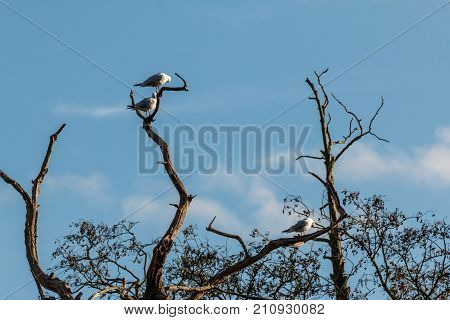 Common Terns In A Tree At Bradgate Park.