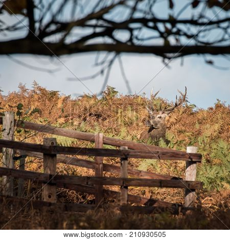 Stag At Bradgate Park