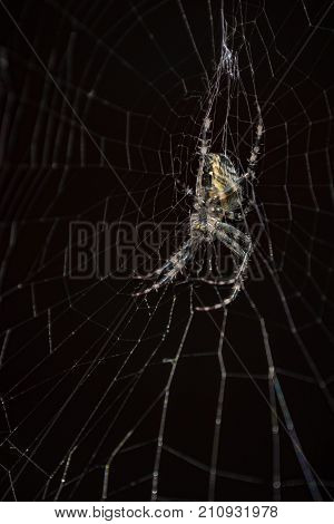 Spider in a black background. Spider on web a macro wildlife background. Macro spider on a black background. Triangle horror cobweb or spider web isolated on black background, vertical photo