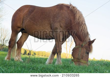 Brown horse eating grass on the field with dandelions